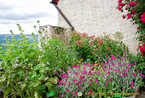 Some Marksburg Castle garden plants are poisonous or used by witches